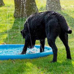 CoolPets vattensprinkler måste plaska pool för hunden
